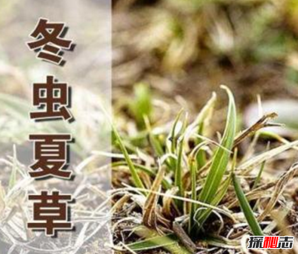 揭开冬虫夏草之谜,冬虫夏草真的是神药?(包治百病)