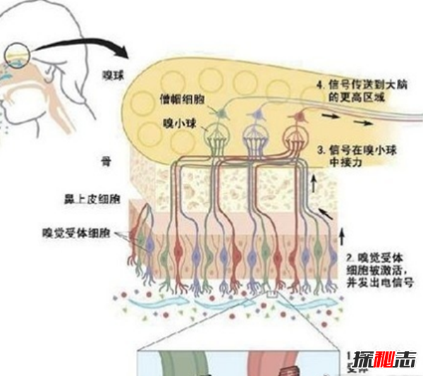 人体丹香之谜,元代气功大师遗体异香终口不散