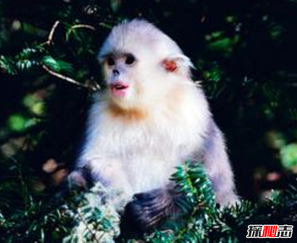 湖北神农架动物白化之谜,黑色素引起的白化病(返祖白变)